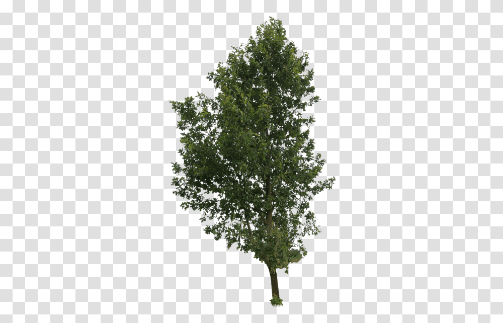 Cut Out People Trees And Leaves 6397 Transparentpng Cut Out Trees, Plant, Vegetation, Conifer, Oak Transparent Png