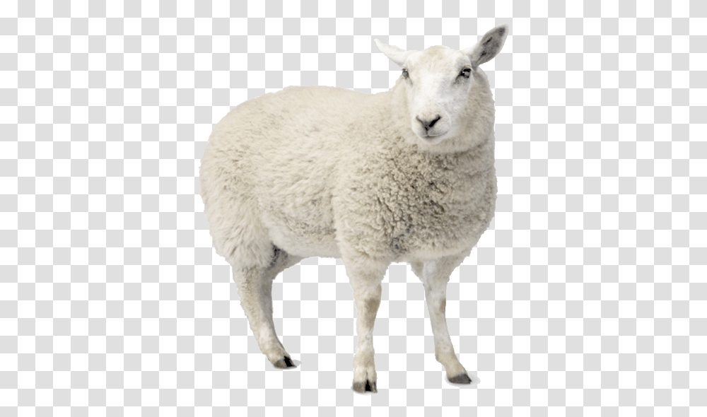 Cut Out Sheep, Mammal, Animal Transparent Png