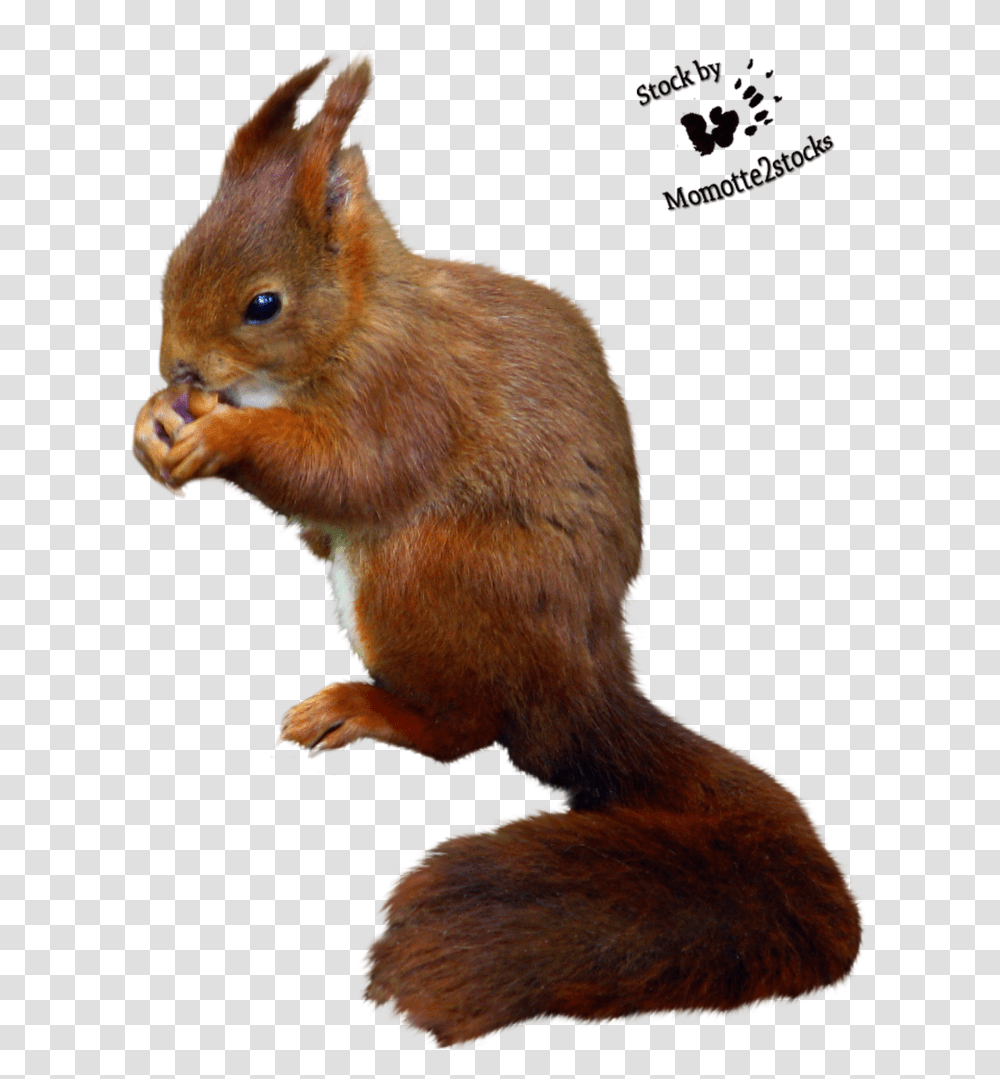 Cut Out Stock Cut Out Squirrel, Rodent, Mammal, Animal, Cat Transparent Png