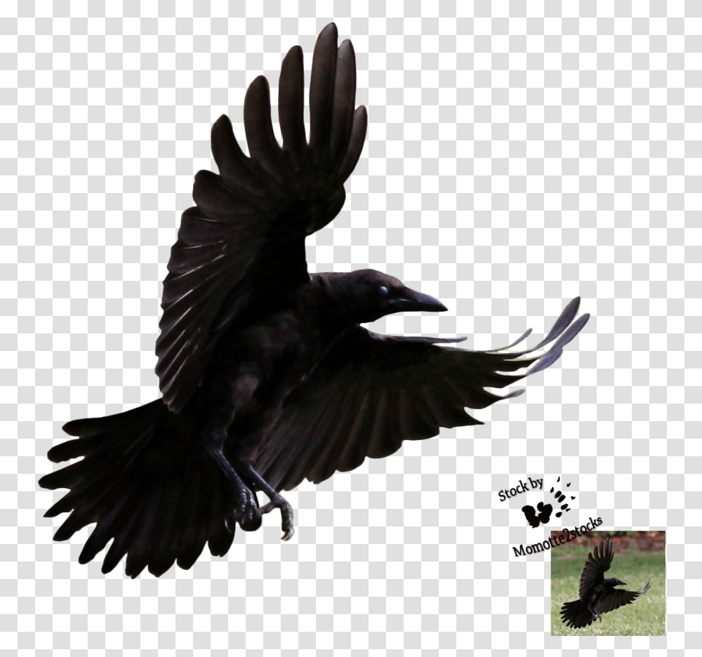 Cut Out Stock Flying Crow, Bird, Animal, Blackbird, Agelaius Transparent Png