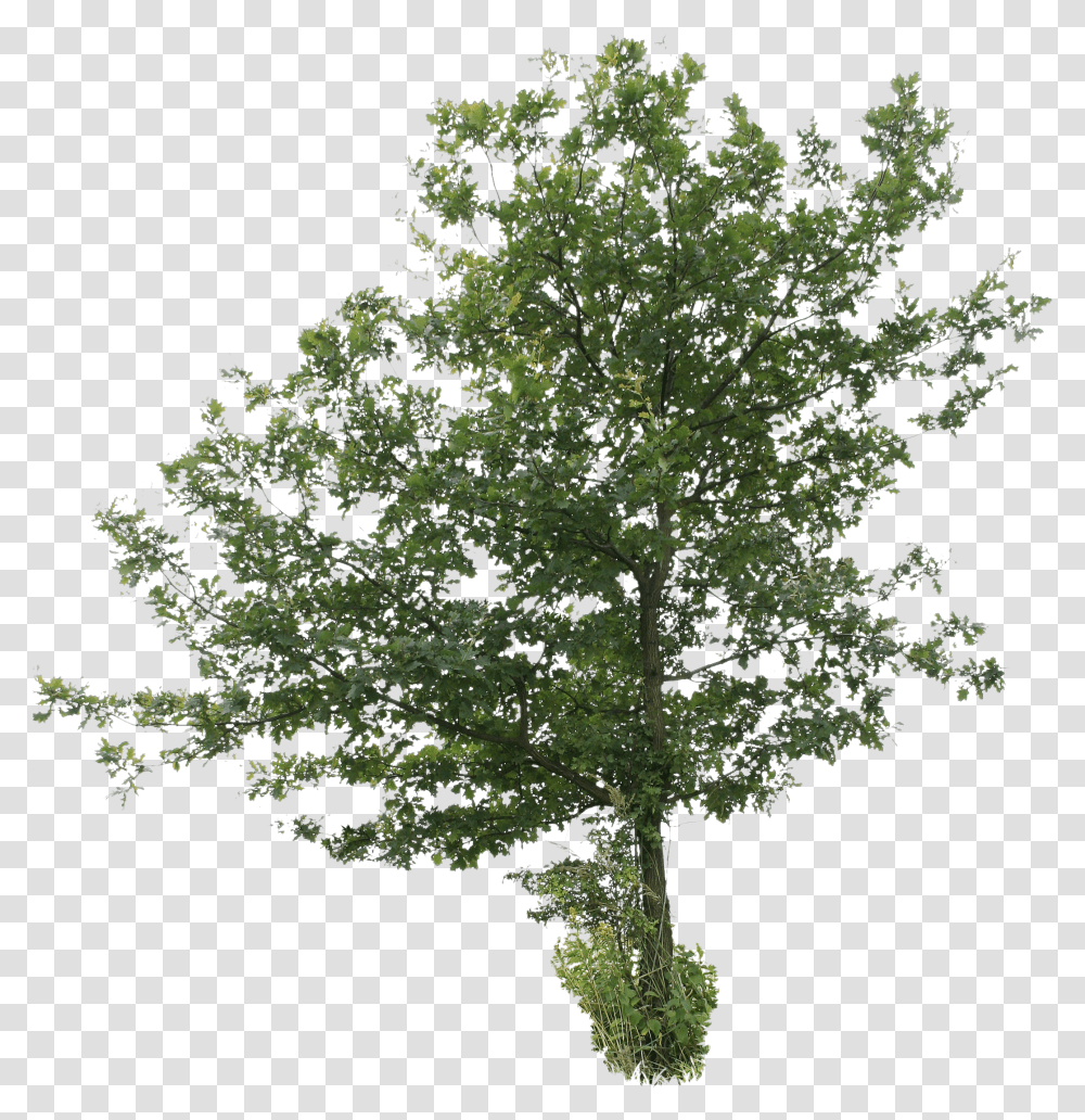 Cut Out Tree 2d Tree Transparent Png
