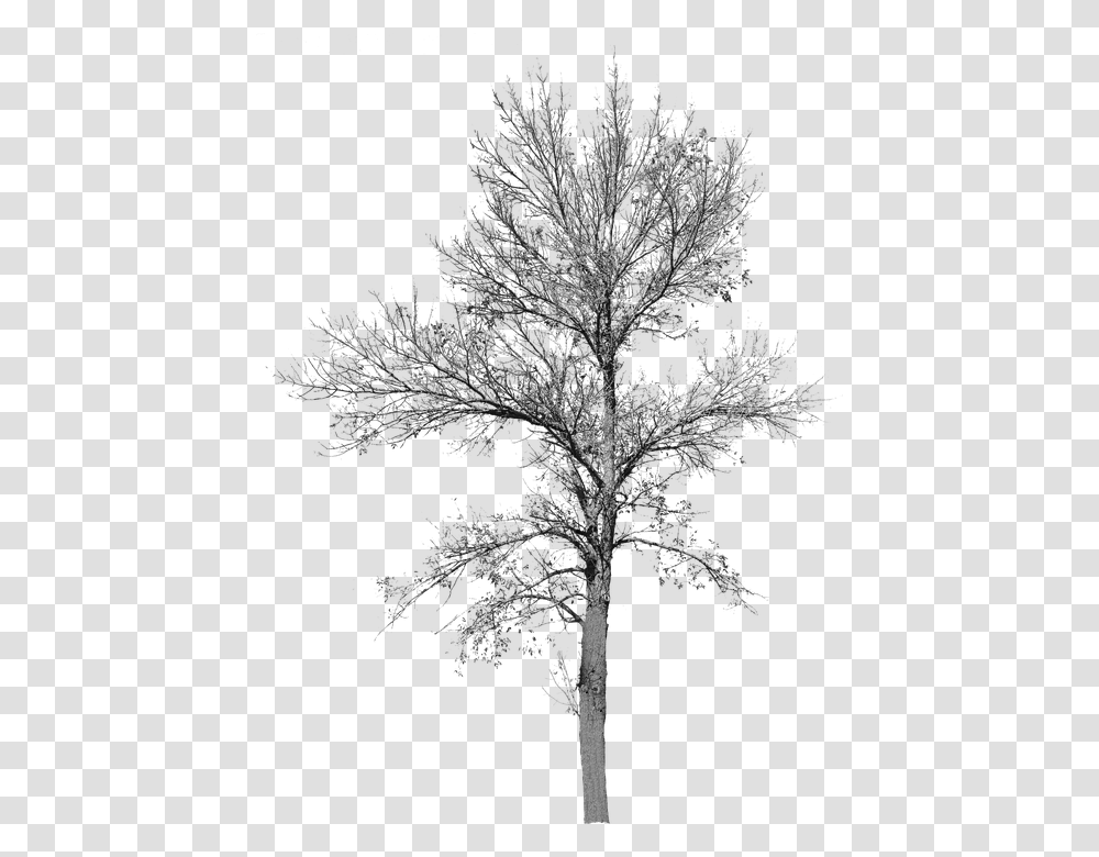 Cut Out Tree No Leaves, Plant, Cross, Conifer Transparent Png
