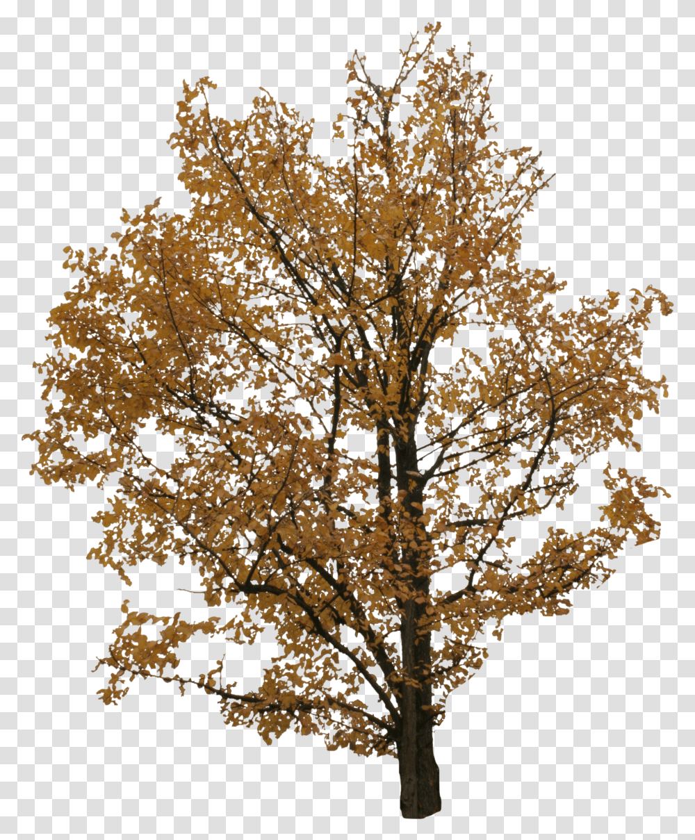 Cut Out Tree Transparent Png