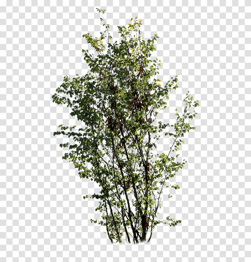 Cut Out Trees, Bush, Vegetation, Plant, Outdoors Transparent Png