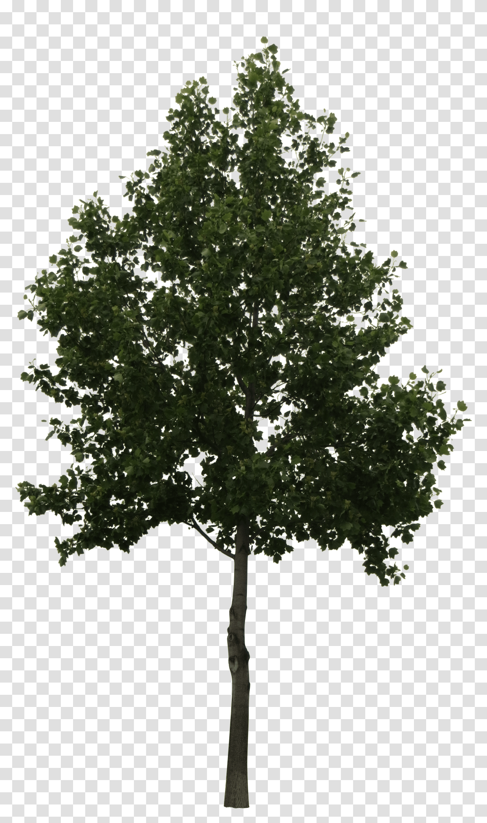 Cut Out Trees Photoshop Arboles En Elevacion Transparent Png