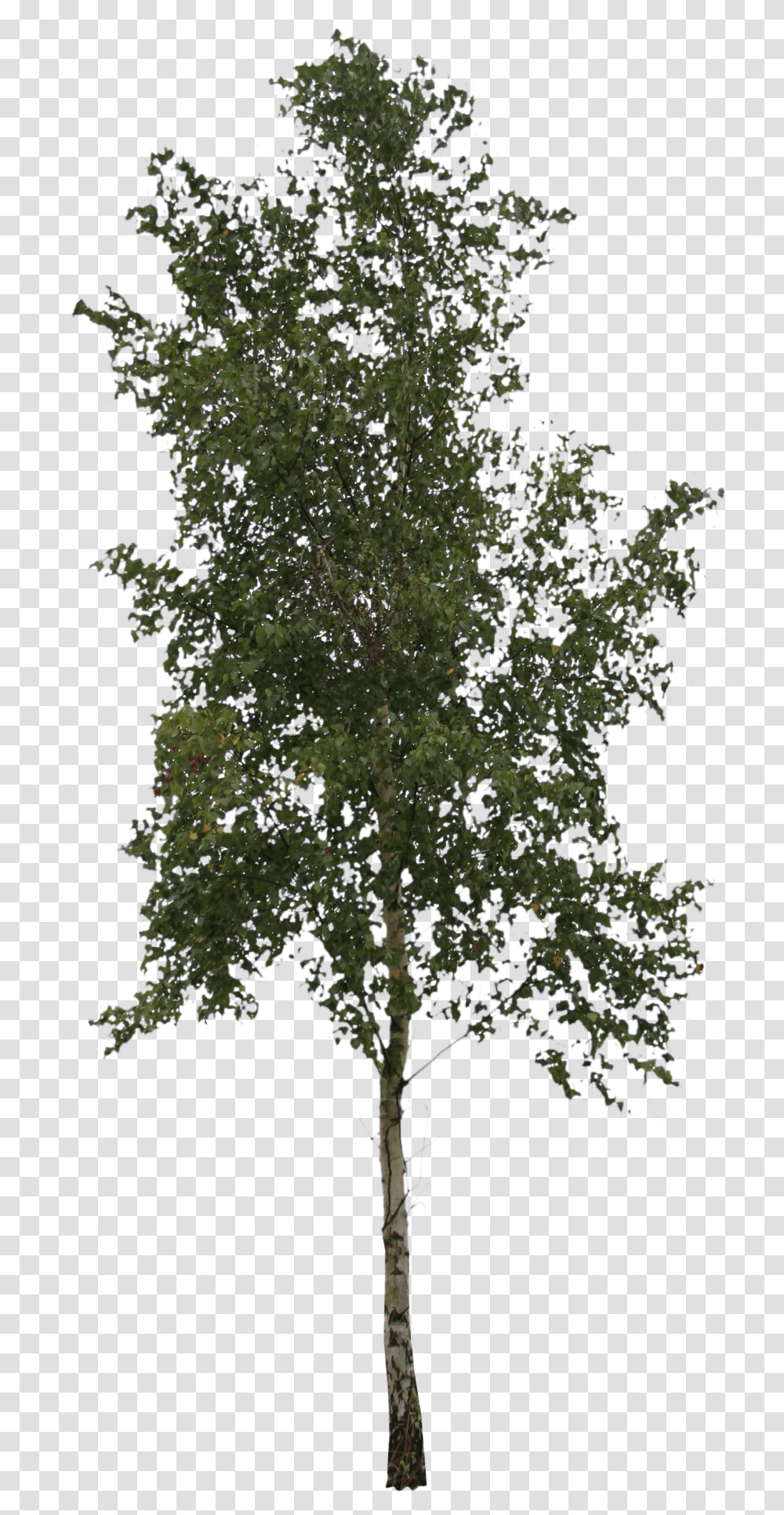 Cut Out Trees, Plant, Maple, Cross Transparent Png