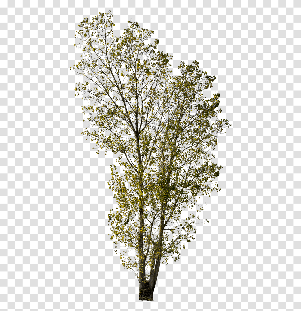 Cut Out Trees, Plant, Tree Trunk, Flower, Outdoors Transparent Png