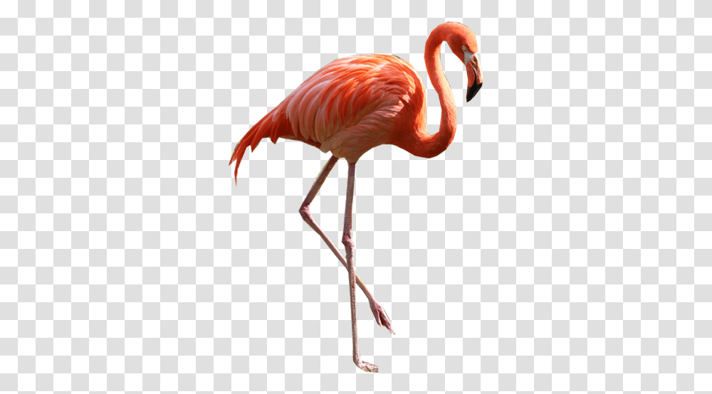 Cut Outs Image Props Pngs, Bird, Animal, Flamingo, Beak Transparent Png
