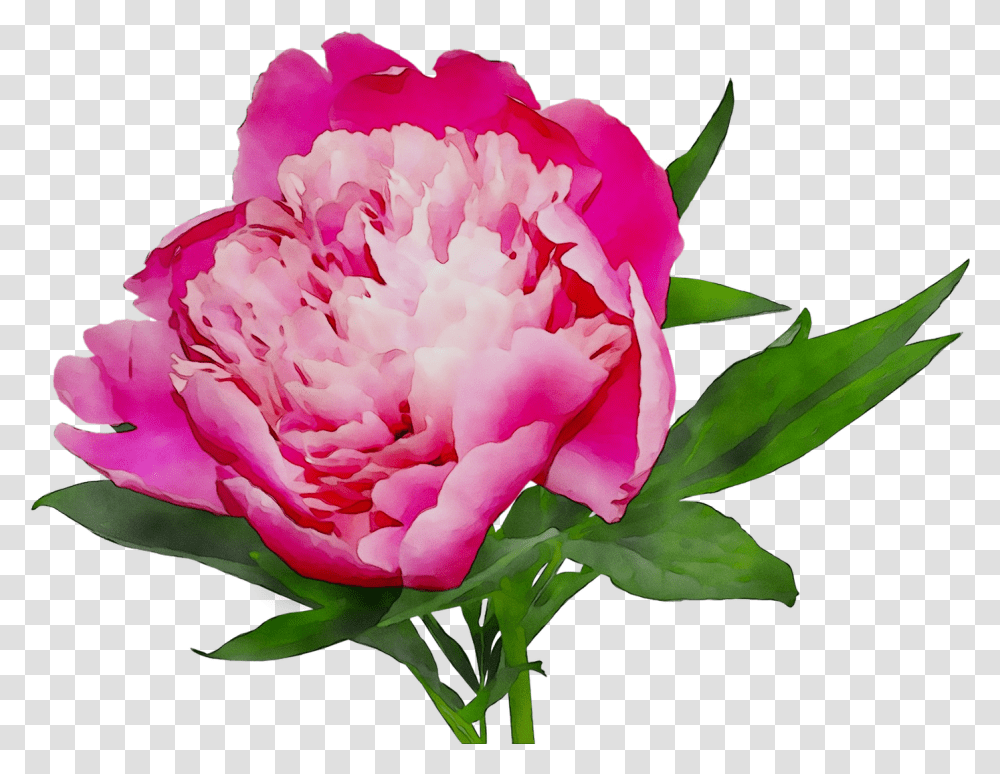 Cut Shopping Peony Online White Flowers Pink Peonies Back Ground, Plant, Rose, Blossom, Carnation Transparent Png