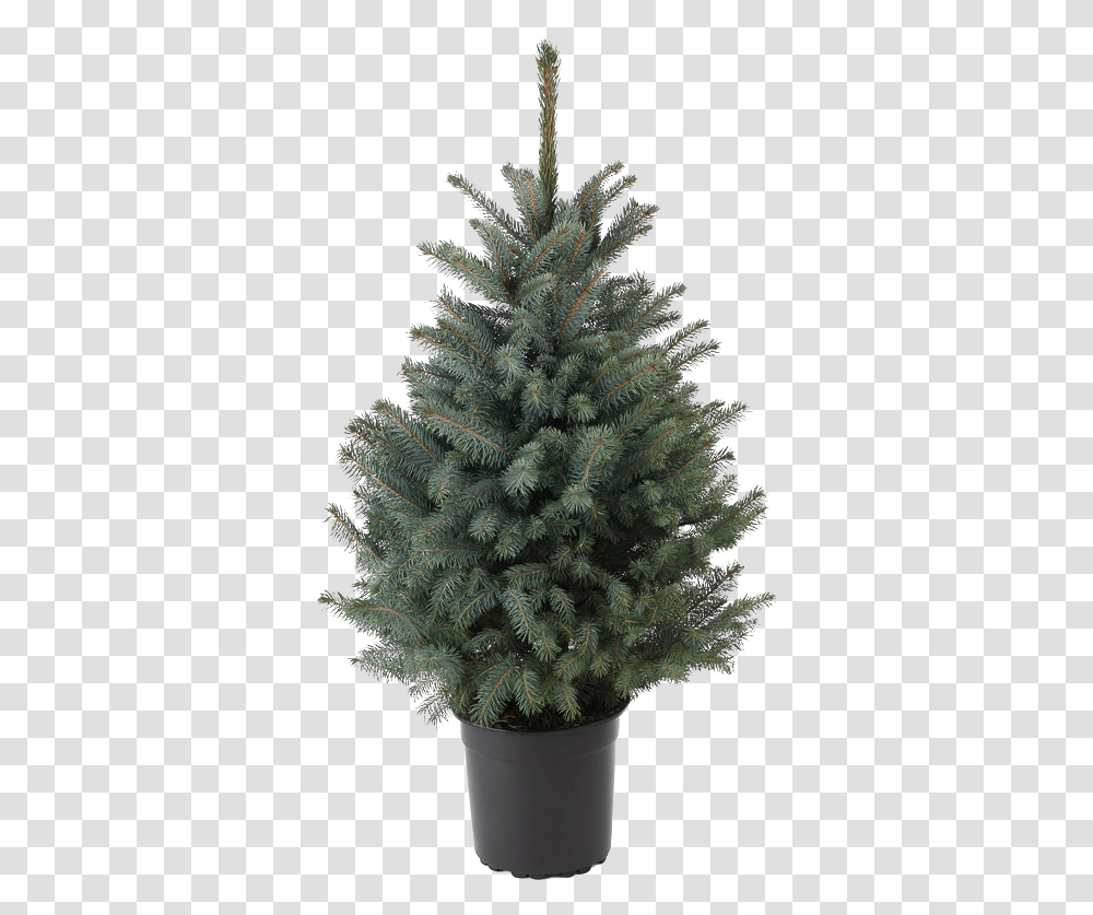 Cut Your Own Christmas Tree Fresh Non Boreal Conifer, Ornament, Plant, Pine, Fir Transparent Png