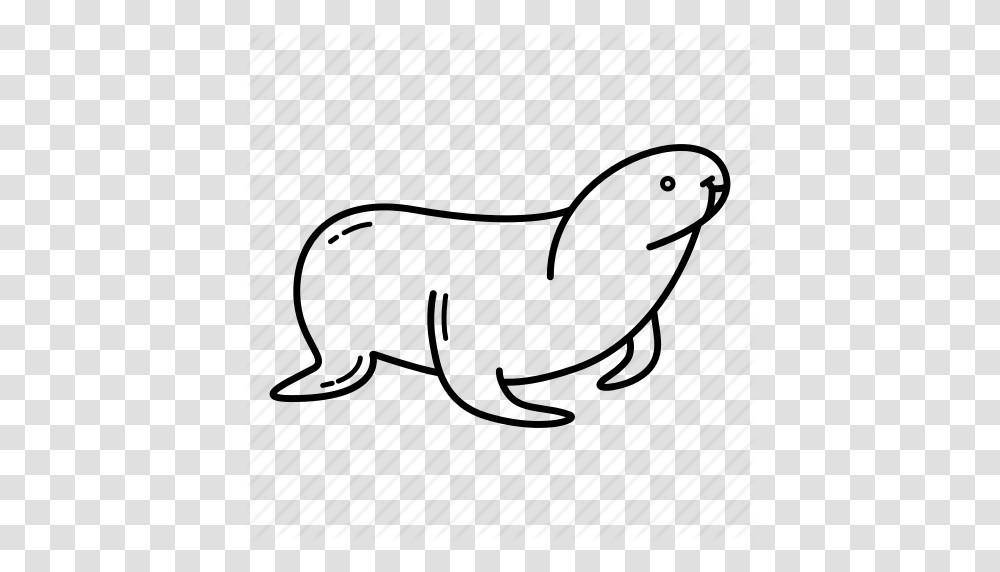 Cute Animal Marine Animal Sea Sea Creature Sea Lion Seal, Urban Transparent Png