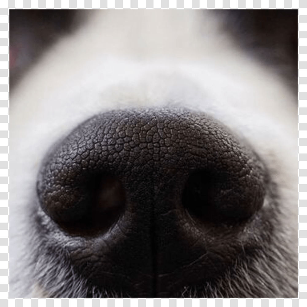 Cute Animal Nose Dog Dognose Freetoedit Dogs Sniff Stomach Cancer Transparent Png