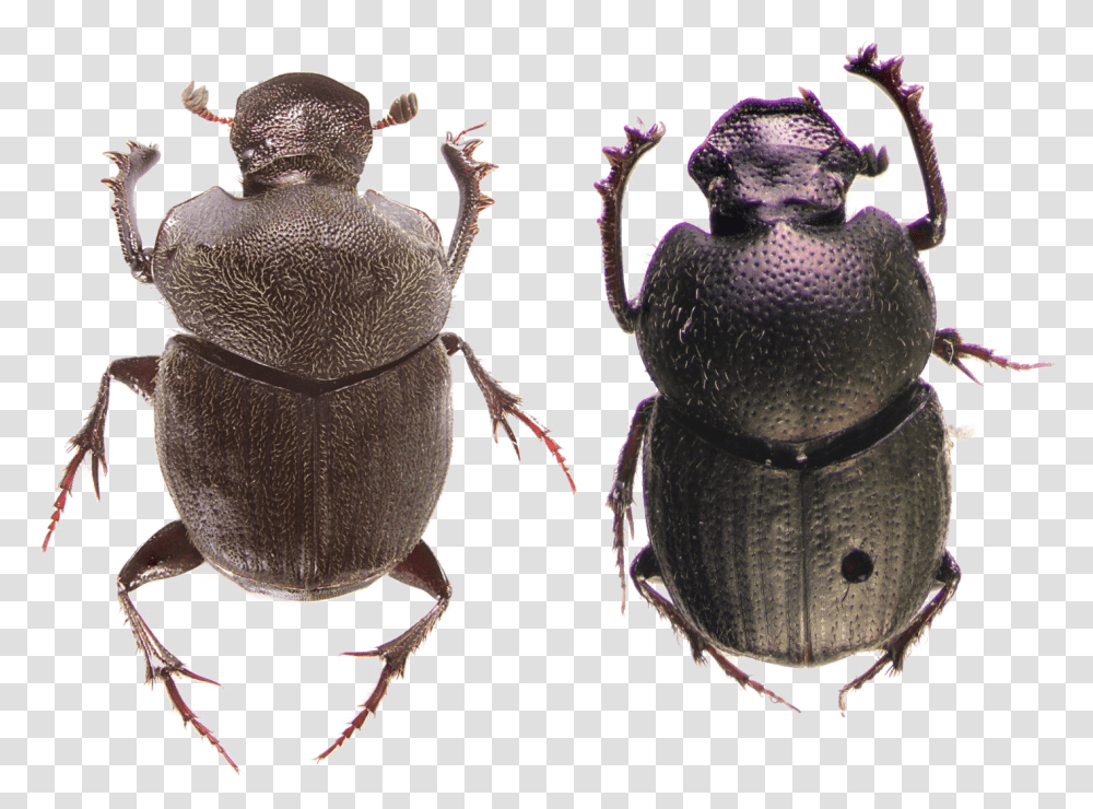 Cute Animals Insects In The Montane Forests, Invertebrate, Dung Beetle, Pottery, Jar Transparent Png