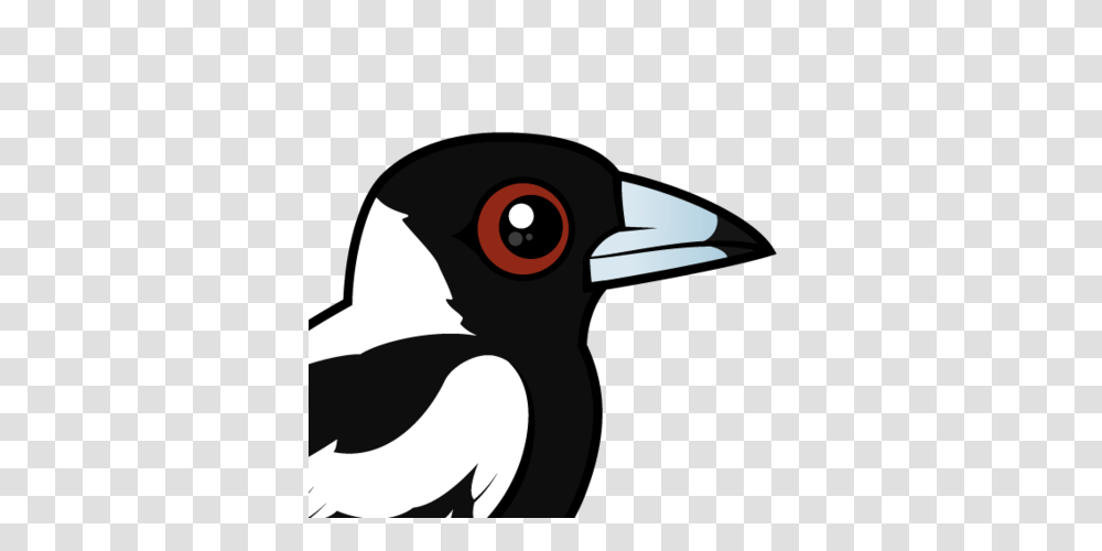 Cute Australian Magpie, Bird, Animal, Beak, Blackbird Transparent Png