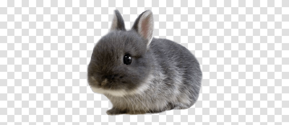 Cute Baby Animals Fluffy Teacup Baby Bunnies, Rodent, Mammal, Rat, Rabbit Transparent Png