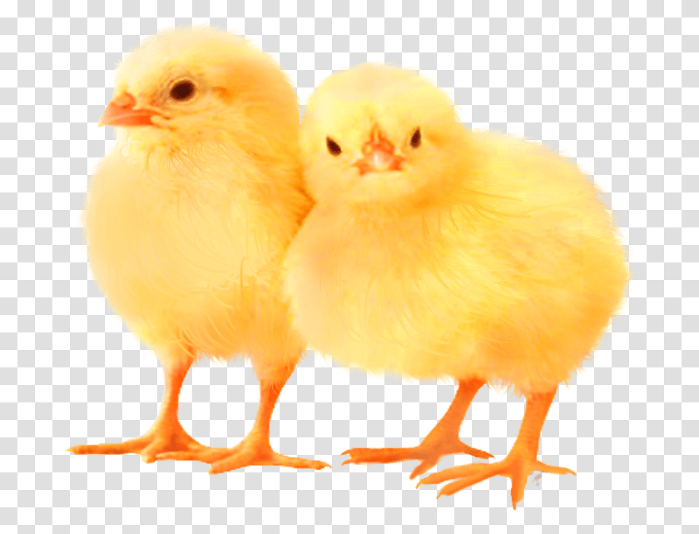 Cute Baby, Chicken, Poultry, Fowl, Bird Transparent Png