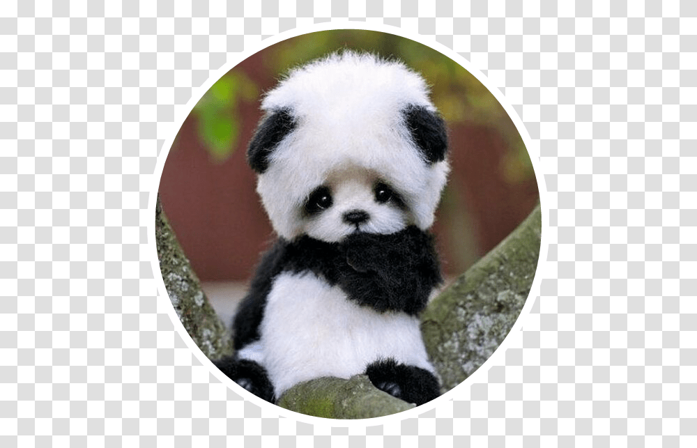 Cute Baby Panda Bear Asian Black White Small Cute Baby Panda Bear, Giant Panda, Wildlife Transparent Png
