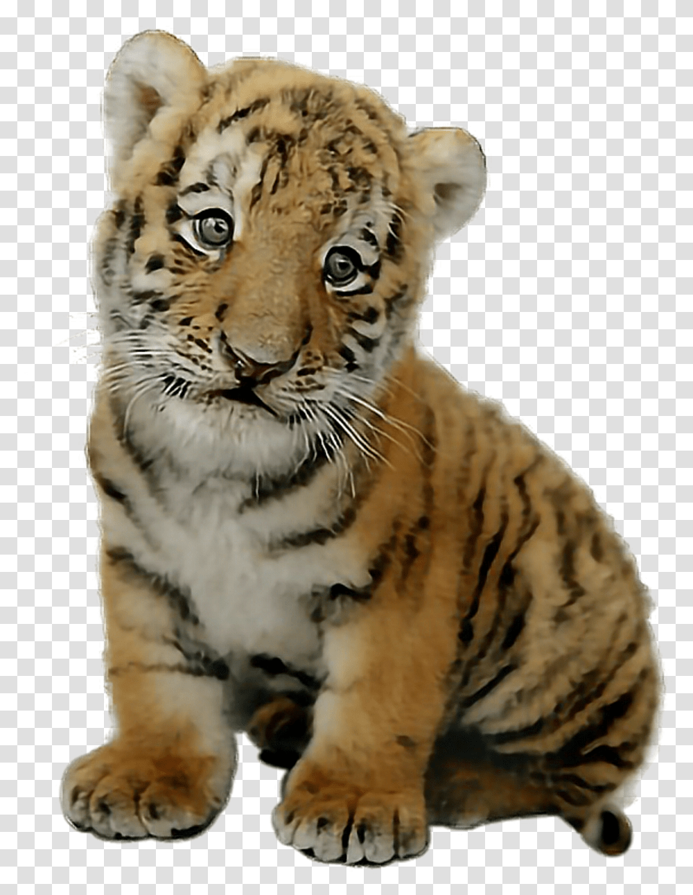 Cute Baby Tiger Baby Tiger, Wildlife, Mammal Transparent Png