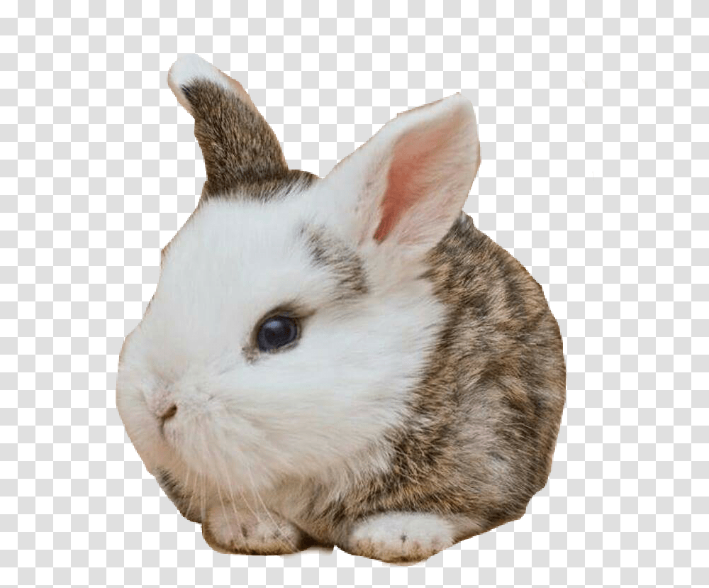 Cute Babybunny Rabbit Real Rabbit Head, Rodent, Mammal, Animal, Cat Transparent Png