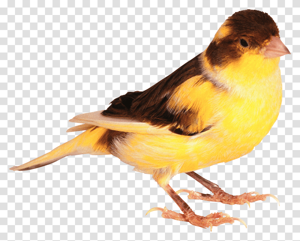 Cute Bird Image Cute Real Bird, Animal, Canary, Finch, Chicken Transparent Png