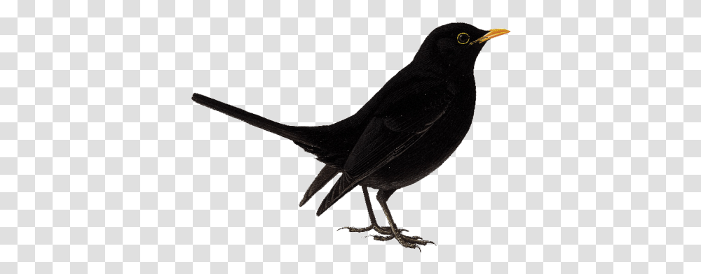 Cute Bird Image With Koyal, Blackbird, Animal, Agelaius, Silhouette Transparent Png