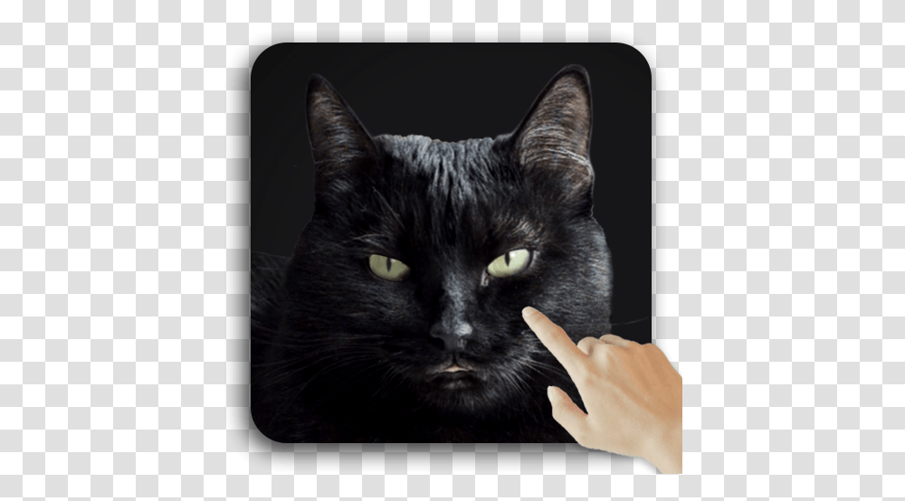 Cute Black Cat Live Wallpaper Apps On Google Play Cute Black Live, Pet, Mammal Transparent Png