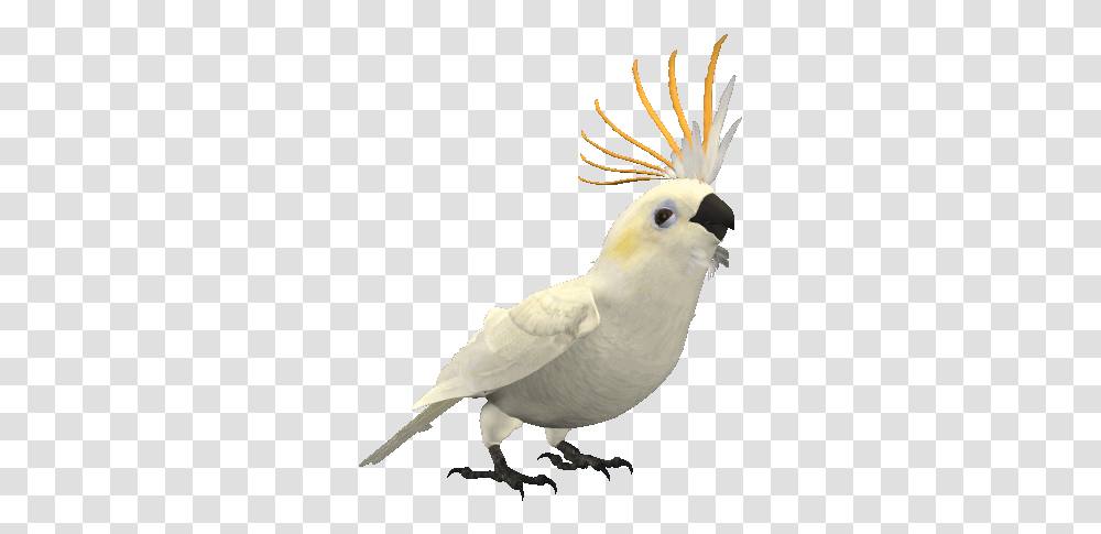 Cute Blue Cockatiel Parrot Animated Gif, Bird, Animal, Cockatoo Transparent Png