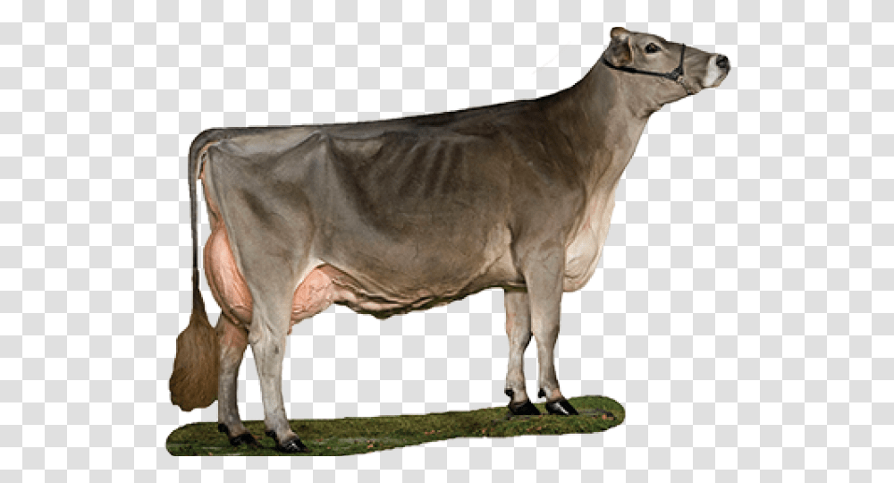 Cute Brown Cow Clipart Brown Swiss Cow, Cattle, Mammal, Animal, Dairy Cow Transparent Png