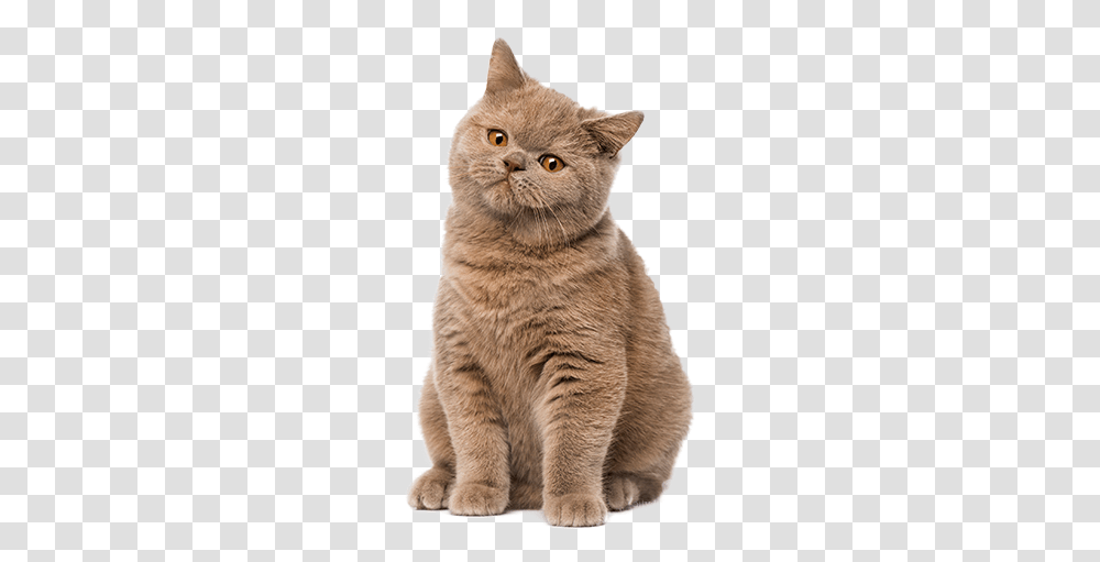 Cute Cat Britanskaya Koshka Okrasi, Manx, Pet, Mammal, Animal Transparent Png