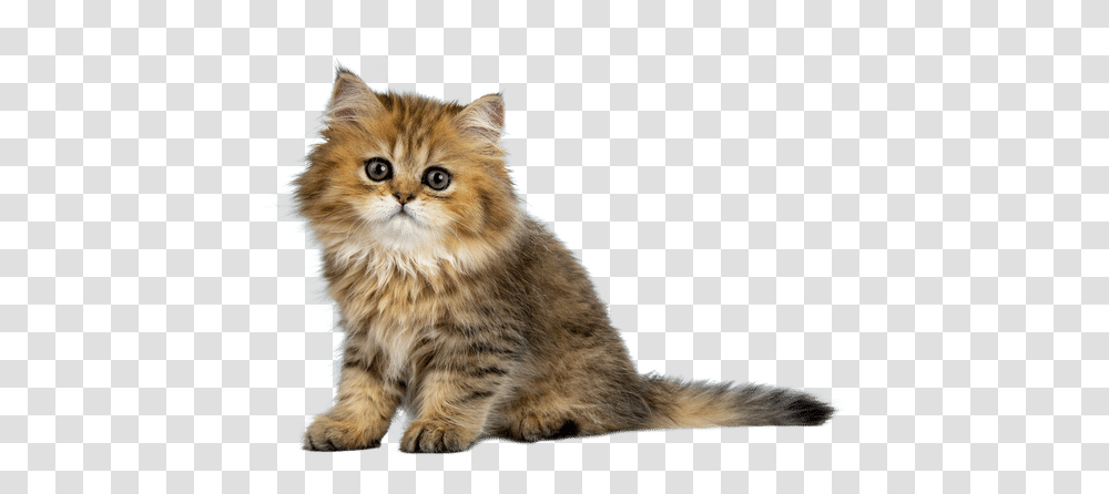 Cute Cat Domestic Cat, Pet, Mammal, Animal, Kitten Transparent Png