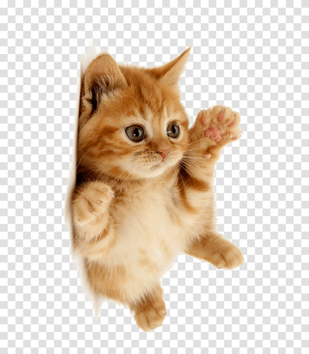 Cute Cat Download Cute Cat, Kitten, Pet, Mammal, Animal Transparent Png