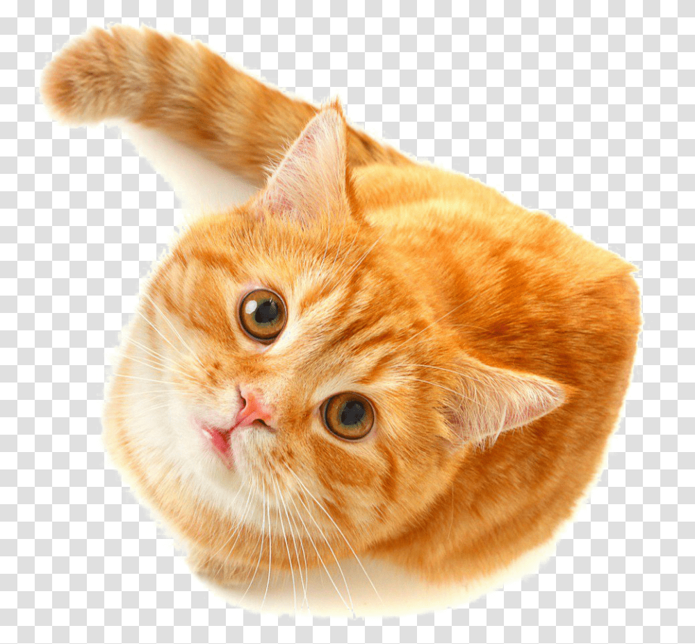 Cute Cat Free Download Orange And White Striped Cat, Pet, Mammal, Animal, Manx Transparent Png