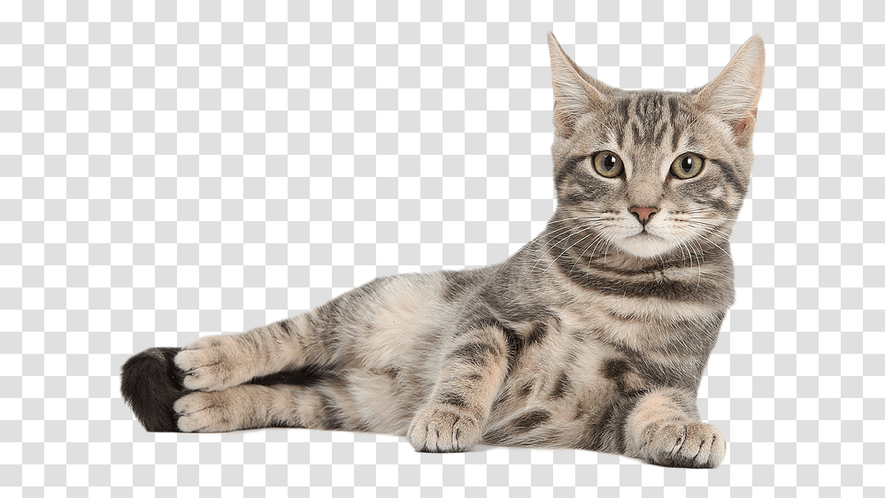 Cute Cat Free Image Domestic Animals Name Cat, Pet, Mammal, Manx, Abyssinian Transparent Png