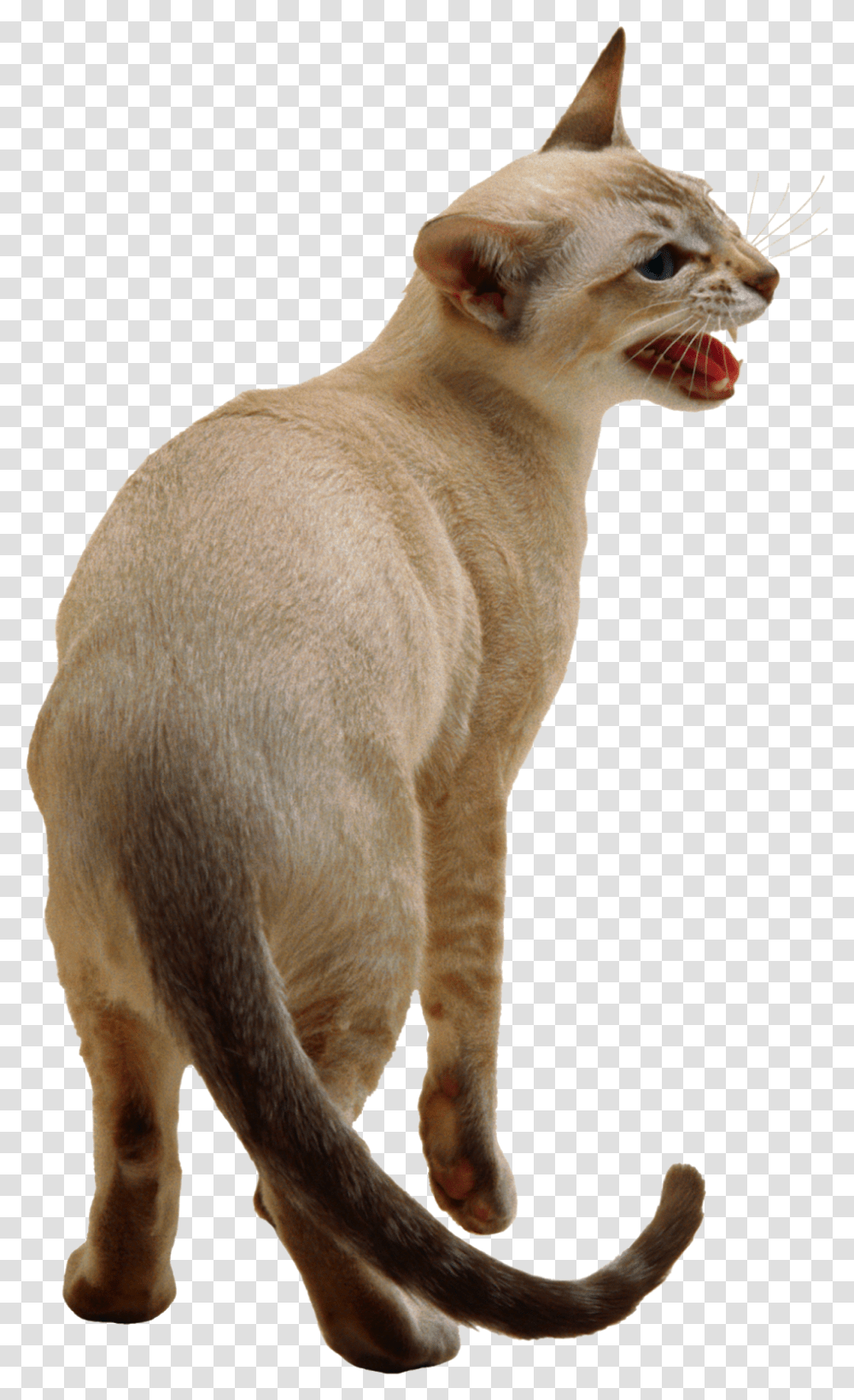 Cute Cat Image Siamese Cat Background, Abyssinian, Pet, Mammal, Animal Transparent Png