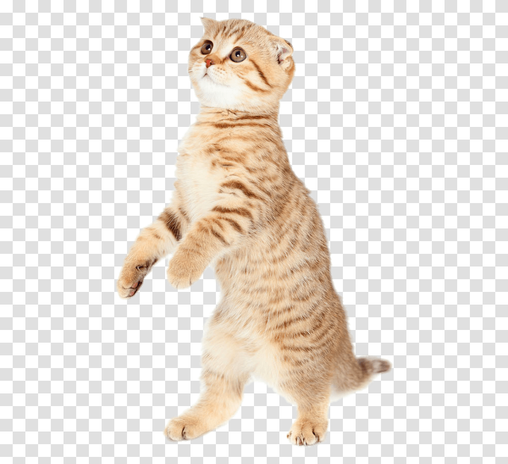 Cute Cat Pic Cat Bouncing, Standing, Manx, Pet, Mammal Transparent Png