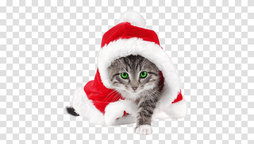 Cute Cat With Santa Hat, Apparel, Pet, Mammal Transparent Png