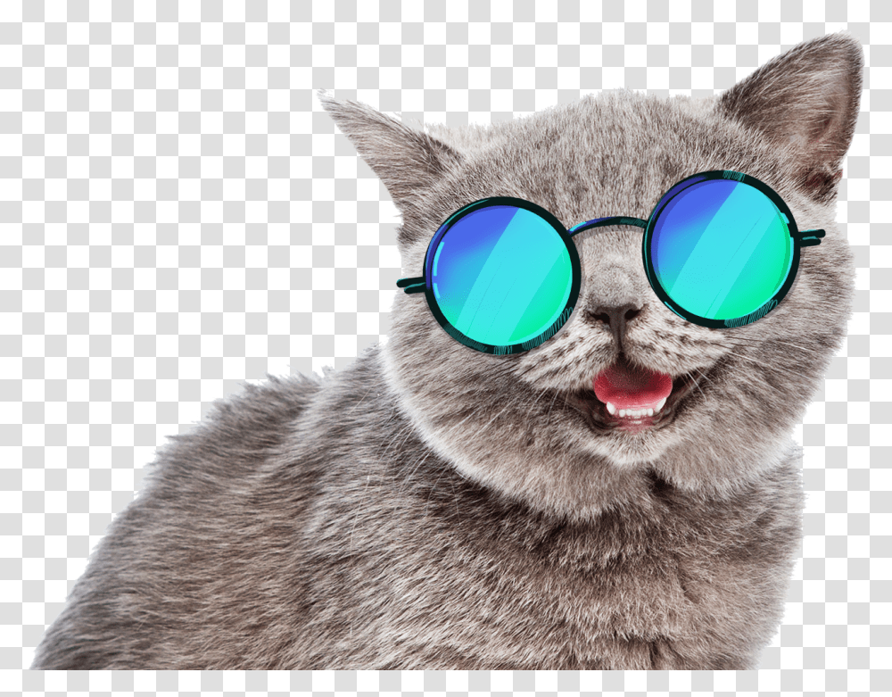 Cute Cats, Glasses, Accessories, Accessory, Goggles Transparent Png