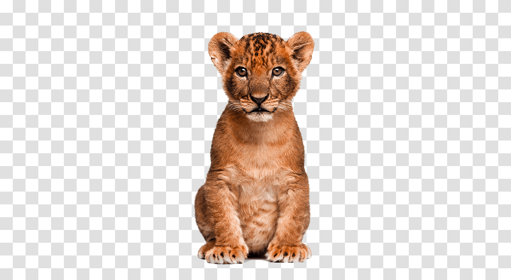 Cute Clipart Wild Animal Lion Cub, Mammal, Wildlife, Cheetah, Cat Transparent Png