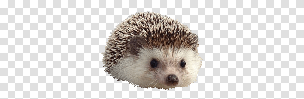 Cute Cute Hedgehog Background, Mammal, Animal, Rat, Rodent Transparent Png
