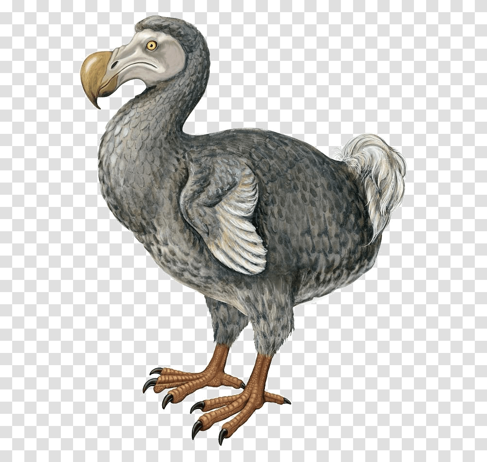 Cute Dodo Bird, Animal, Chicken, Poultry, Fowl Transparent Png