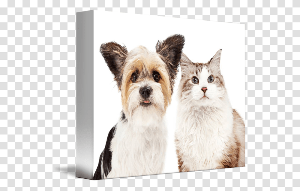 Cute Dog And Cat Companion Dog, Pet, Canine, Animal, Mammal Transparent Png