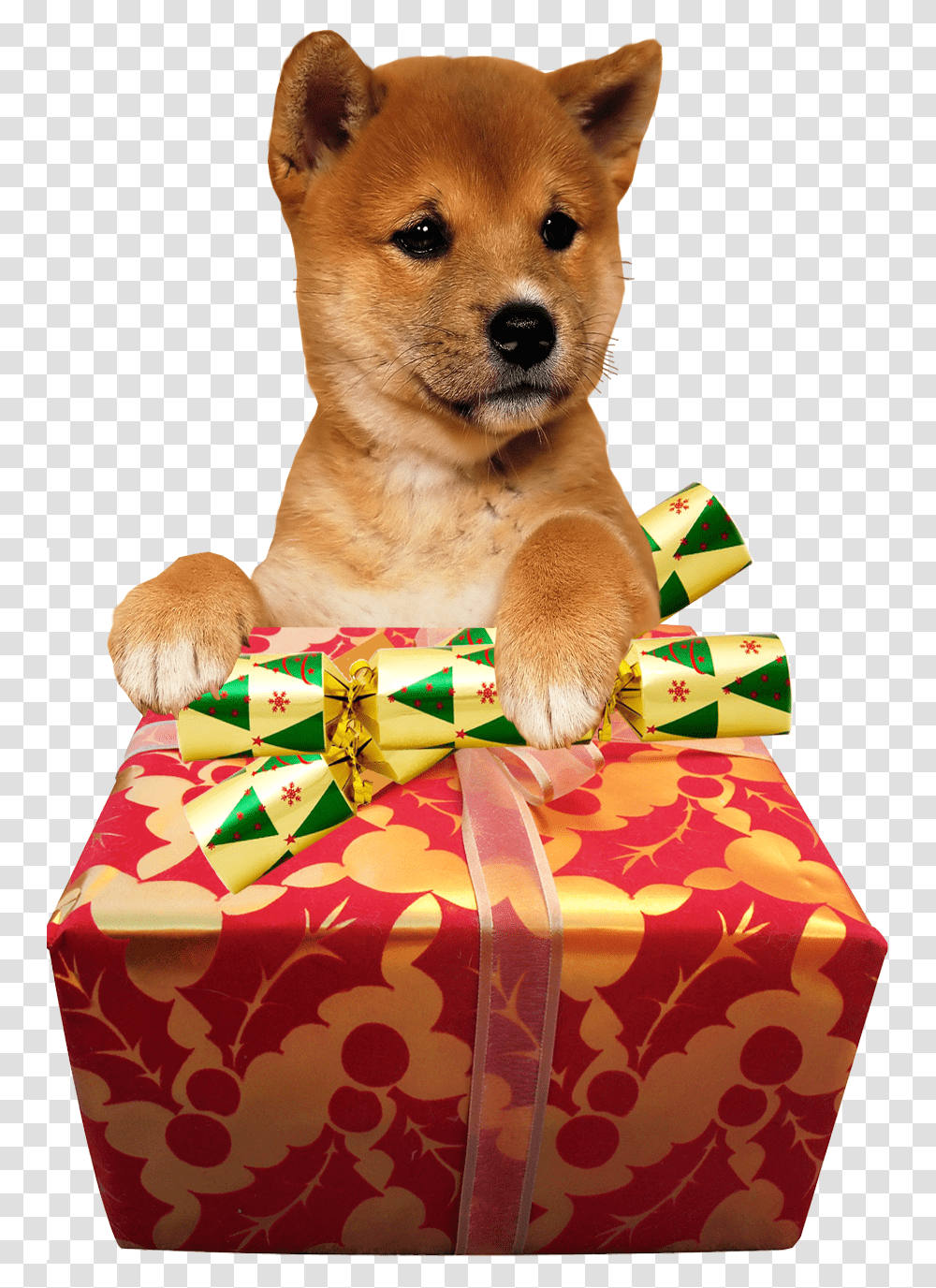 Cute Dog Christmas Present Image Free Images Cute Dog, Gift, Canine, Mammal, Animal Transparent Png