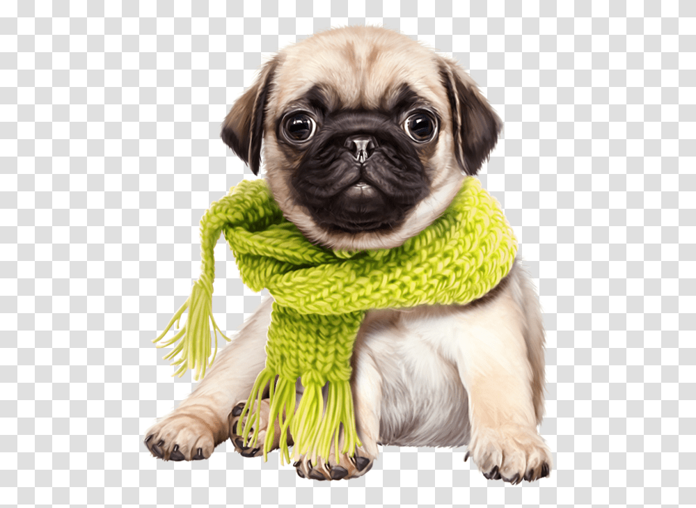 Cute Dog Download Cute Dog, Pet, Canine, Animal, Mammal Transparent Png