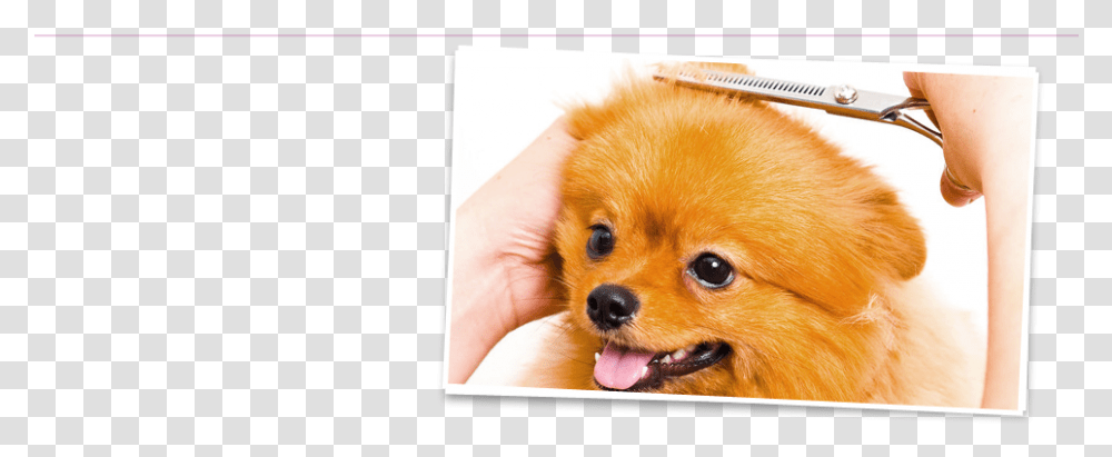 Cute Dog Gets Hair Trimmed Pomeranian, Puppy, Pet, Canine, Animal Transparent Png