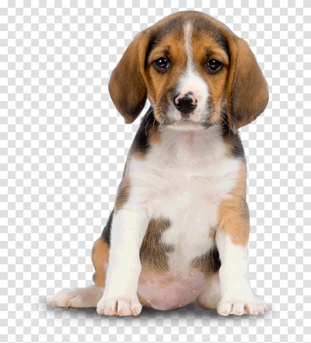 Cute Dog Image Dog, Hound, Pet, Canine, Animal Transparent Png