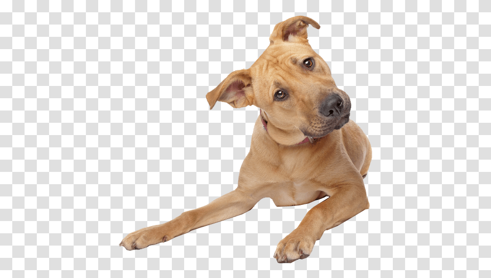 Cute Dog Image Dog Image, Pet, Canine, Animal, Mammal Transparent Png