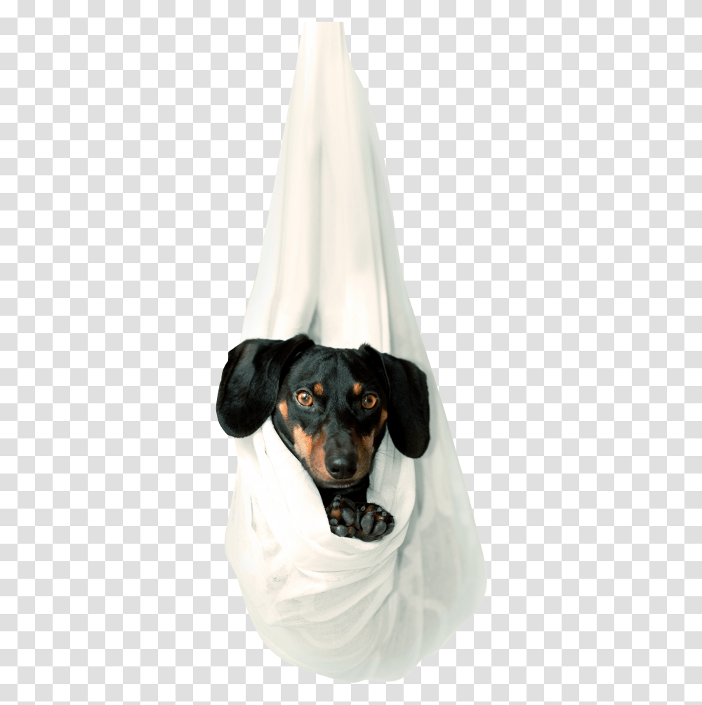Cute Dog Image Free Serachpng Pet, Canine, Animal, Mammal Transparent Png