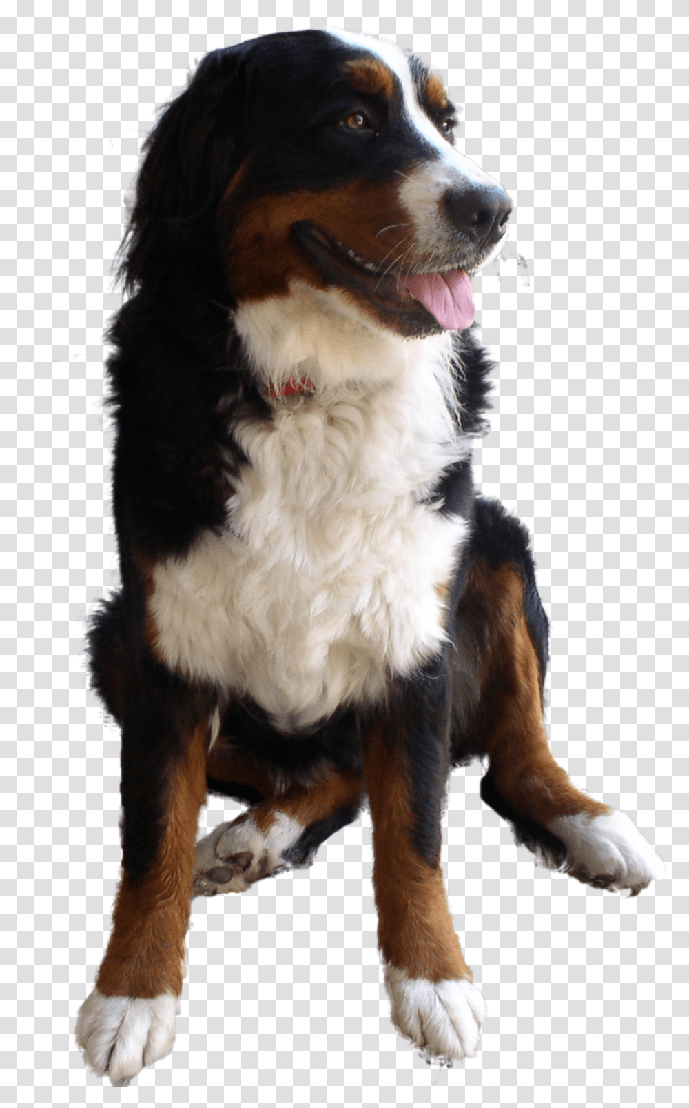 Cute Dog Image High Res Dog Image Transparent Png