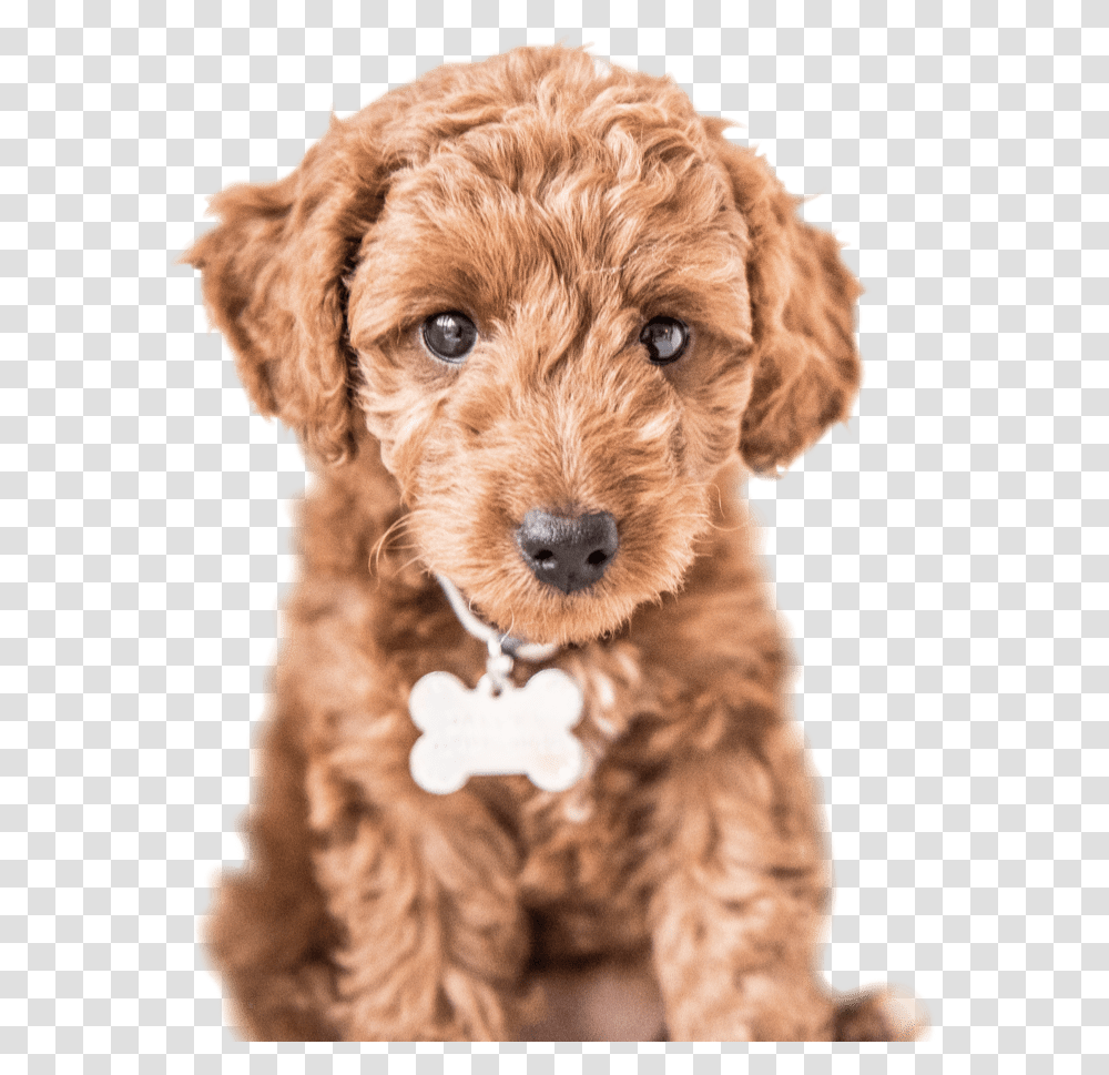 Cute Dog Labradoodle Labradoodle Clipart, Pet, Canine, Animal, Mammal Transparent Png