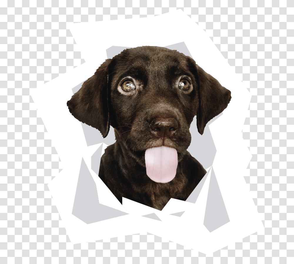 Cute Dog, Labrador Retriever, Pet, Canine, Animal Transparent Png